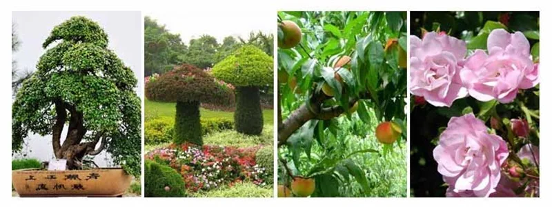 Description Picture 3 of itemMulti Functional Pruning Scissors Gardening Fruit Picker Bonsai Branch Repair Wood Handle Shears Home Cutting Tools Anti-slip