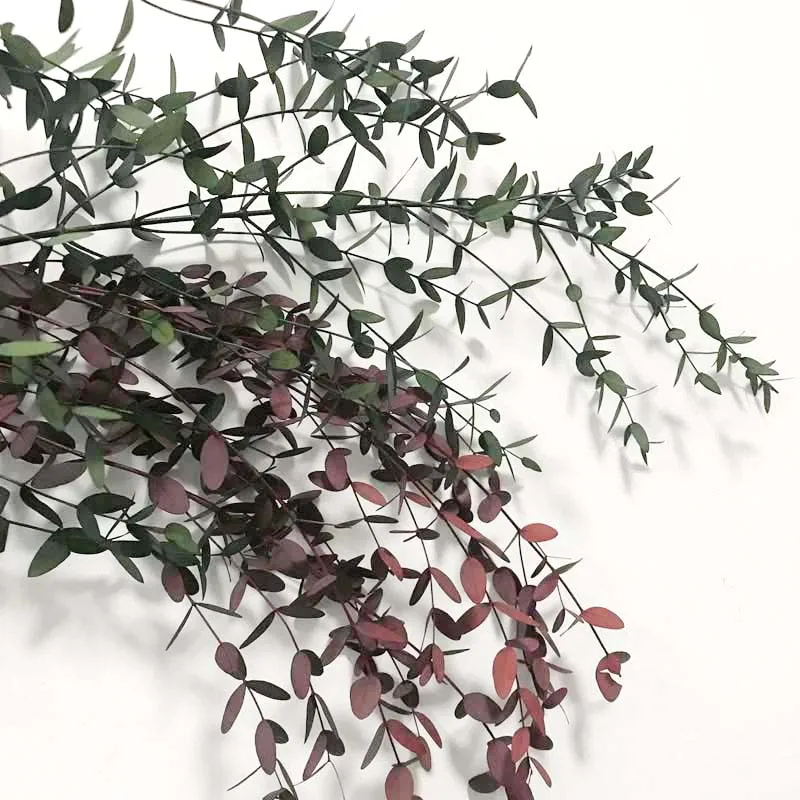 

80 г/декоративные сушеные цветы, букет эвкалипта Tenuifolia, гирлянда из листьев эвкалипта для дома