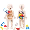 13Pcs Set Montessori Toys Children Science Education Human Body Organ Anatomy Model DIY Assembled Medical Toys Teaching Tools 1