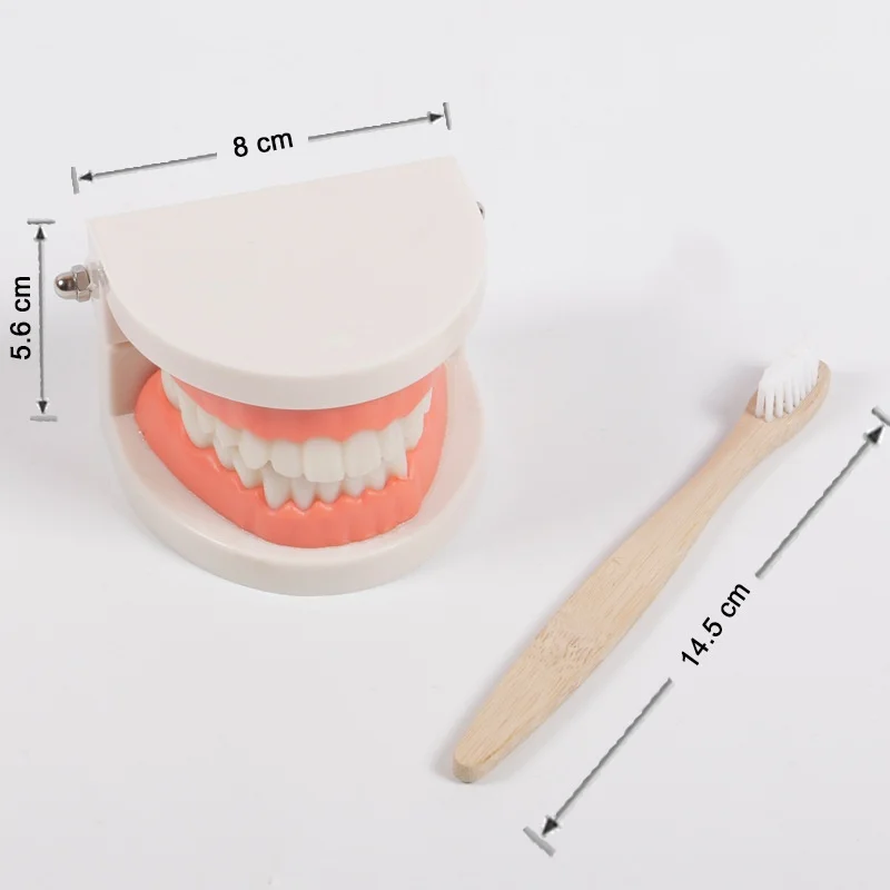 Montessori Educational Toys for Children Early Learning Kids Intelligence Brushing Tooth Teaching Aids Simulated Practical Life - 6