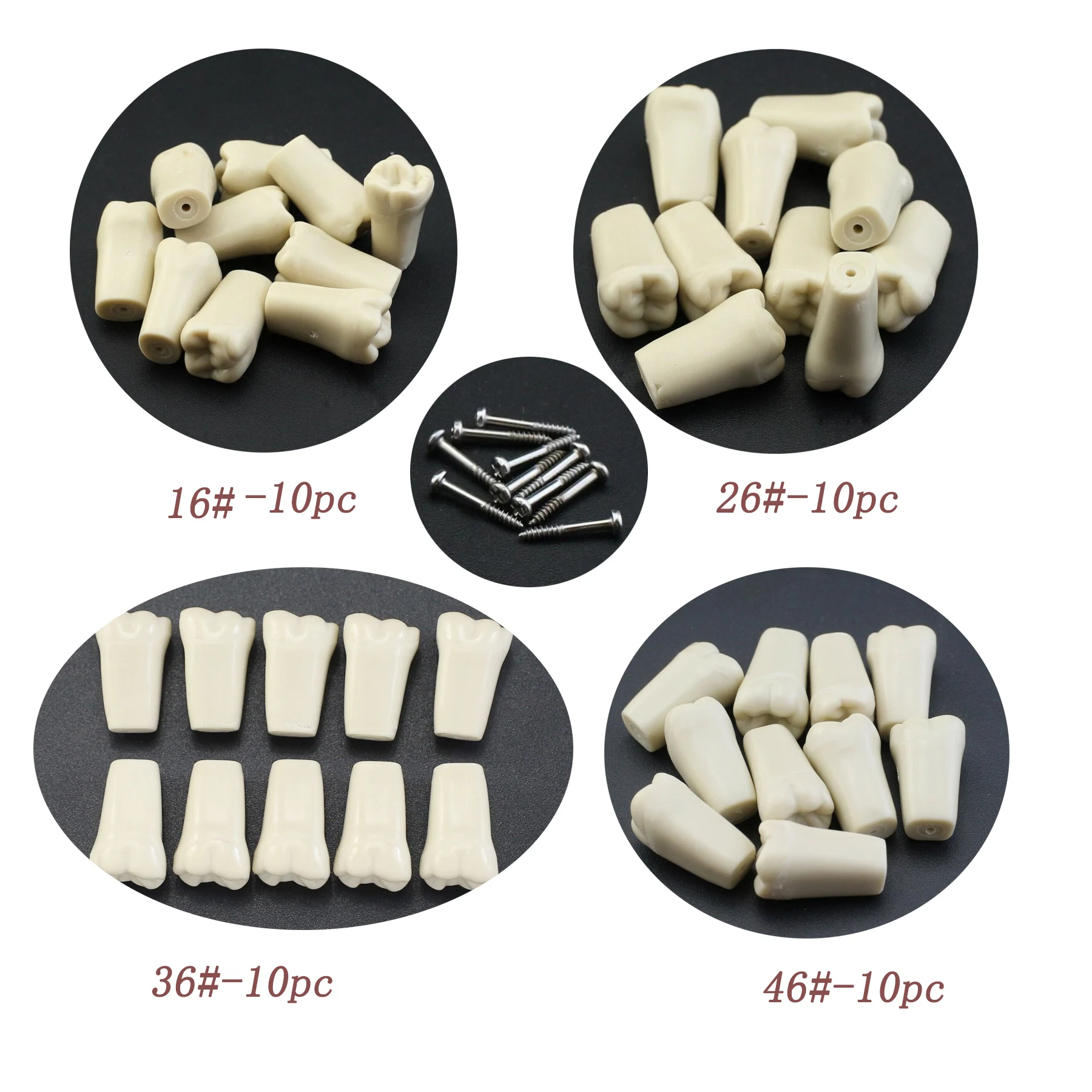 치과 Typodont Columbia Dentoform 860 타입 32 치아 제거 가능, 치과 실습 Typodont 치아 모델