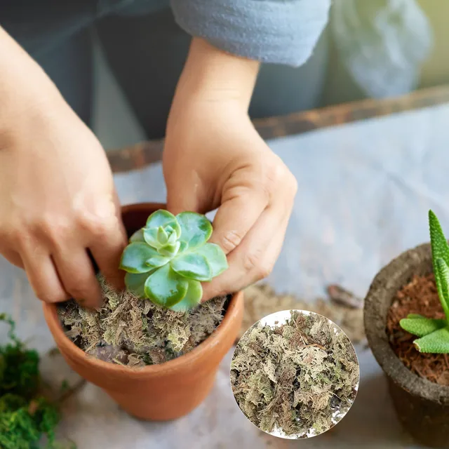 Sphagnum Moha Hidratáló Táplálkozás Organikus Műtrágya Védje Az Orchidea Zamatos Növényi Gyökereket Diy Virág Edény Otthoni Kerti Dekoráció - Image 2