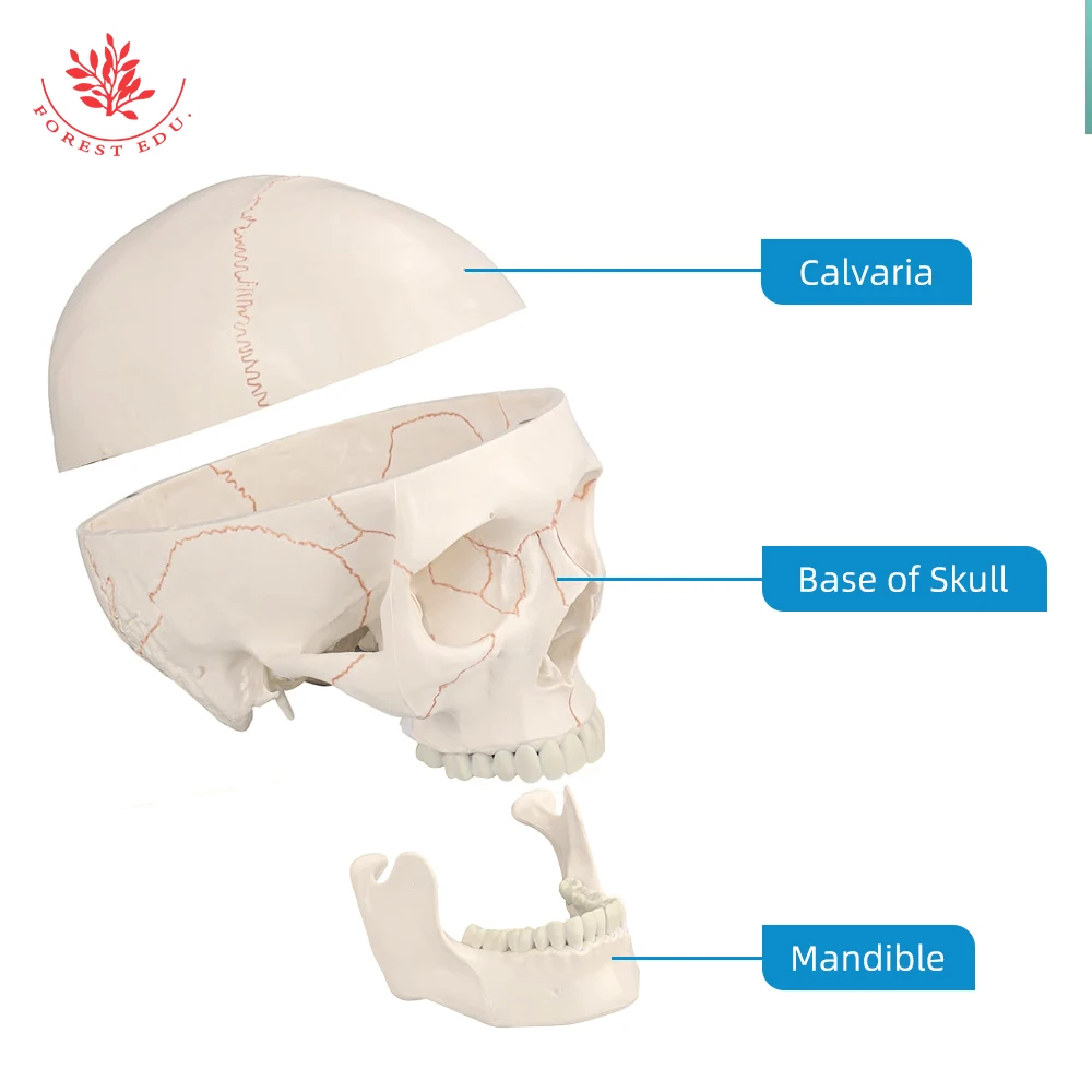 Human Skeleton FRT020 Life Size Model Suture Line Signed Medical Science Educational Tools Skull Anatomical Model