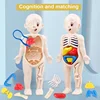 Human Body DIY Assembly 3D Puzzle Anatomy Model Teaching Process Organ Assembled Toys Body Organ Education for Children 1