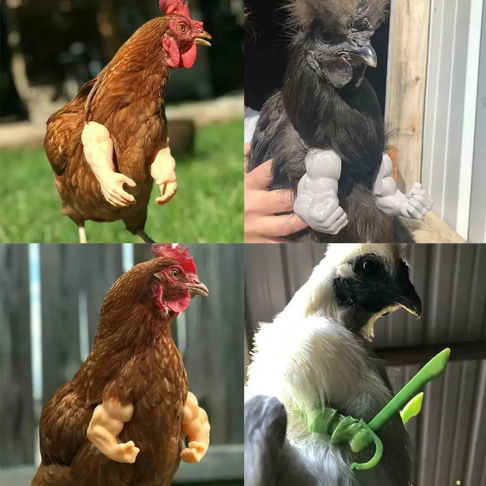 Bora ver umas galinhas feias : r/BackYardChickens, image size:1001x1001