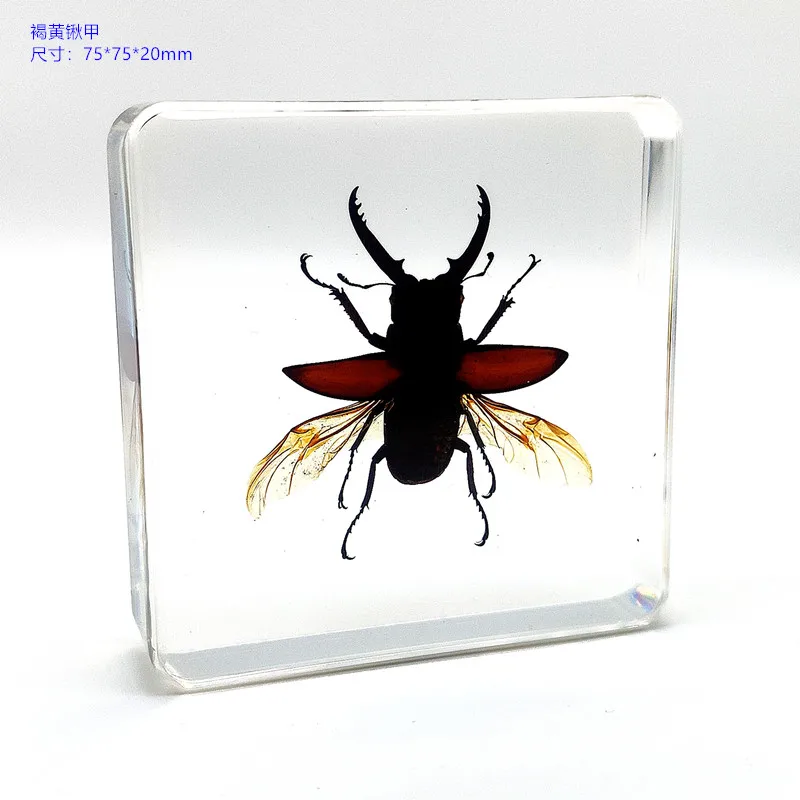 18 kind of Resin insect specimen centipede spider beetle scorpion biological handmade specimen boy gift 2