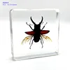 18 kind of Resin insect specimen centipede spider beetle scorpion biological handmade specimen boy gift 2