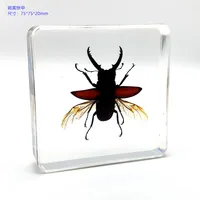 18 kind of Resin insect specimen centipede spider beetle scorpion biological handmade specimen boy gift 2