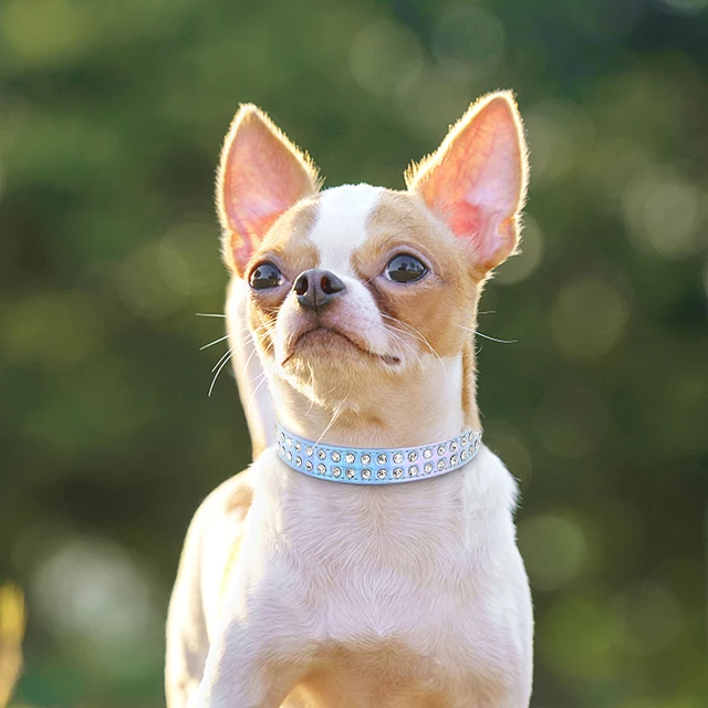 Bling Rhinestone Dog Collars Pet PU Leather Crystal Diamond Puppy Pet Collar  Pink Red Collars And Leashes For Dog Accessories - Price history & Review, AliExpress Seller - 0615 House Store