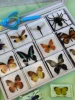 Natural Real Butterfly Specimens Rare And Exquisite Specimens For Home Decoration Display Collection In Teaching Special Gifts 1