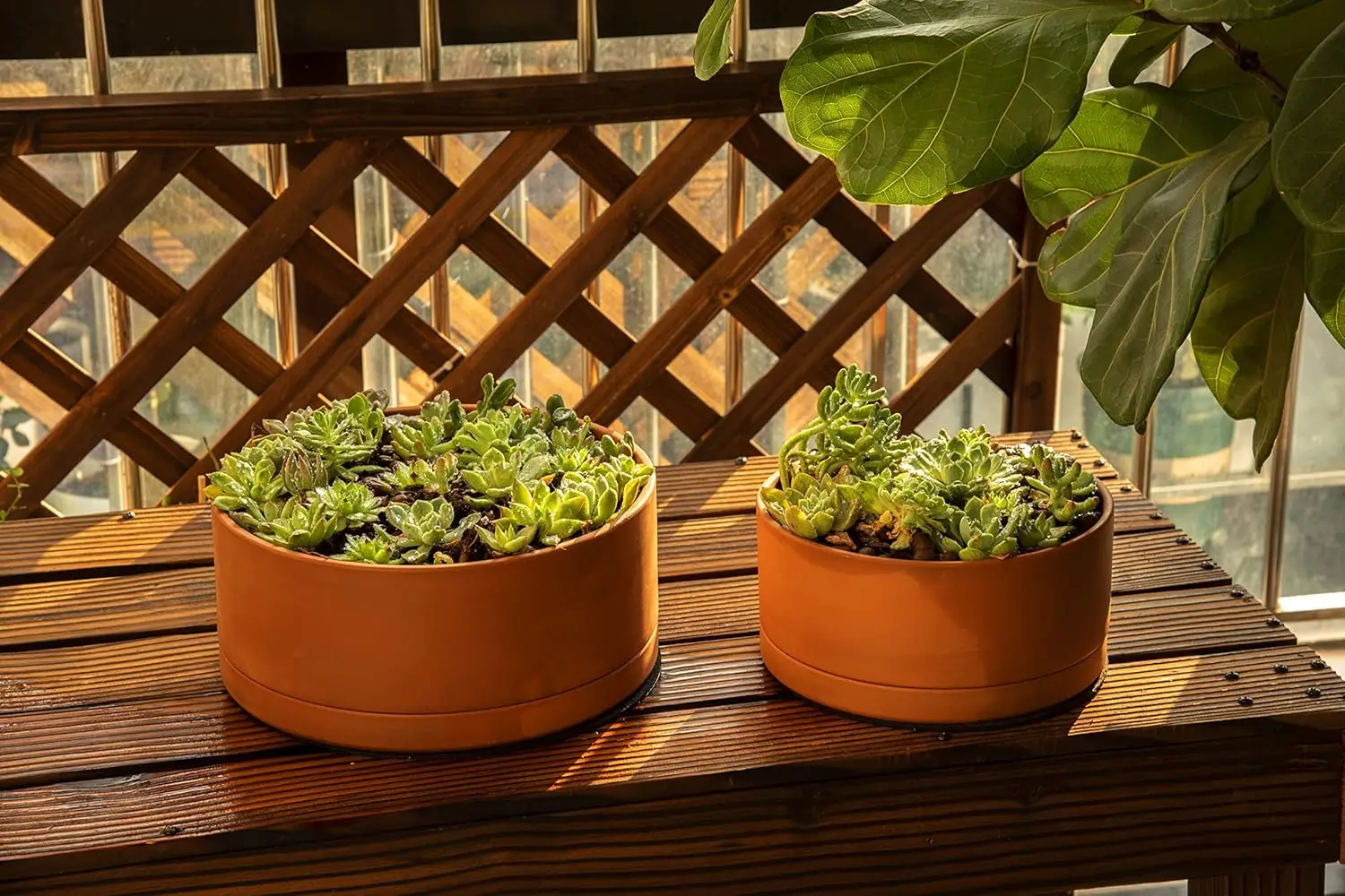 Terracotta planter image 5