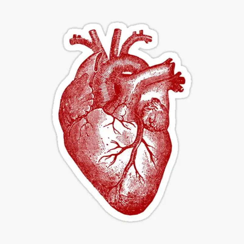 

Vintage Heart Anatomy Sticker for Laptop Decor Bedroom Car Cute Cartoon Art Fashionable Public Suitcase