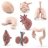 Simulation Human Body Torso Model Biology Brain Heart Liver Stomach Kidney Teaching Tools Learning Educational Toys for Children 4