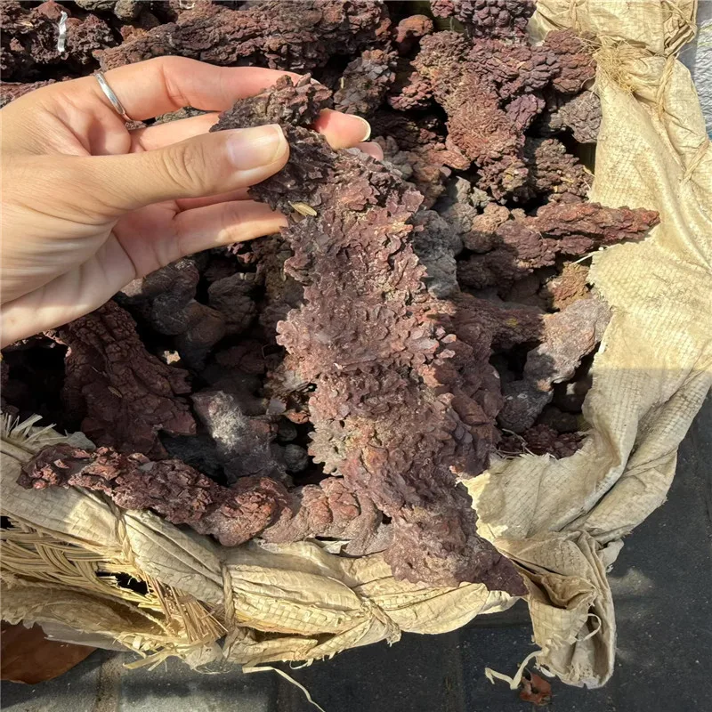 Premium 1000g Fossilized Dinosaur Coprolite Specimen from Madagascar