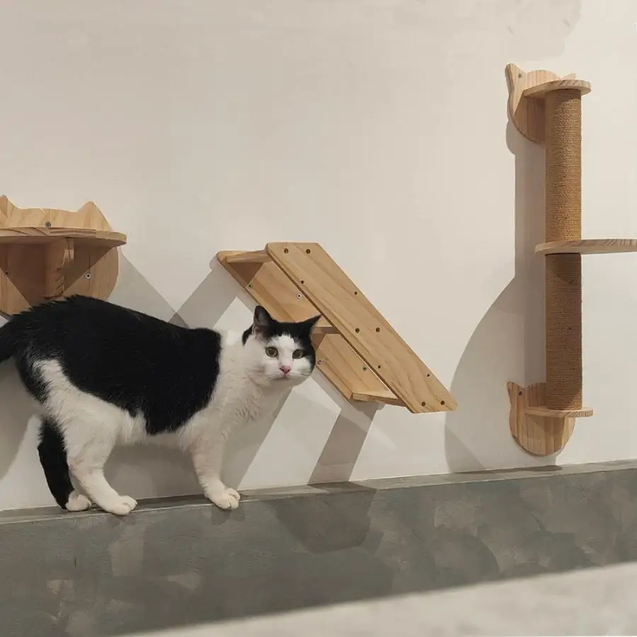 Title 2, Cat Wall Mounted Wooden Shelves Platform and Ha...