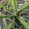 4 Plastic Plant Support Clips, Transparent Green Vine Climbing Frame, Adjustable Plant Stem Clips for Fixing and Upright Growth 6