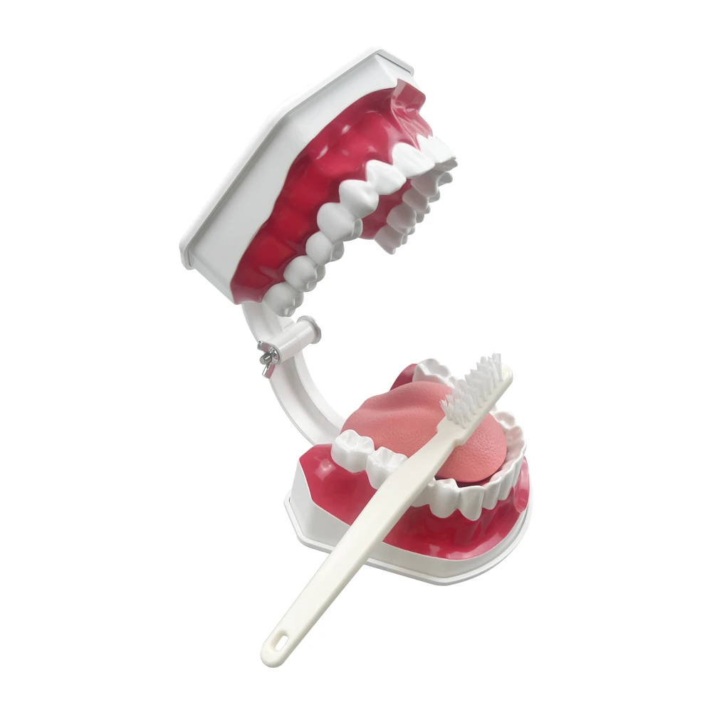 Dental Brushing Technique Demonstration Model with Tools - Oral Education Supplies