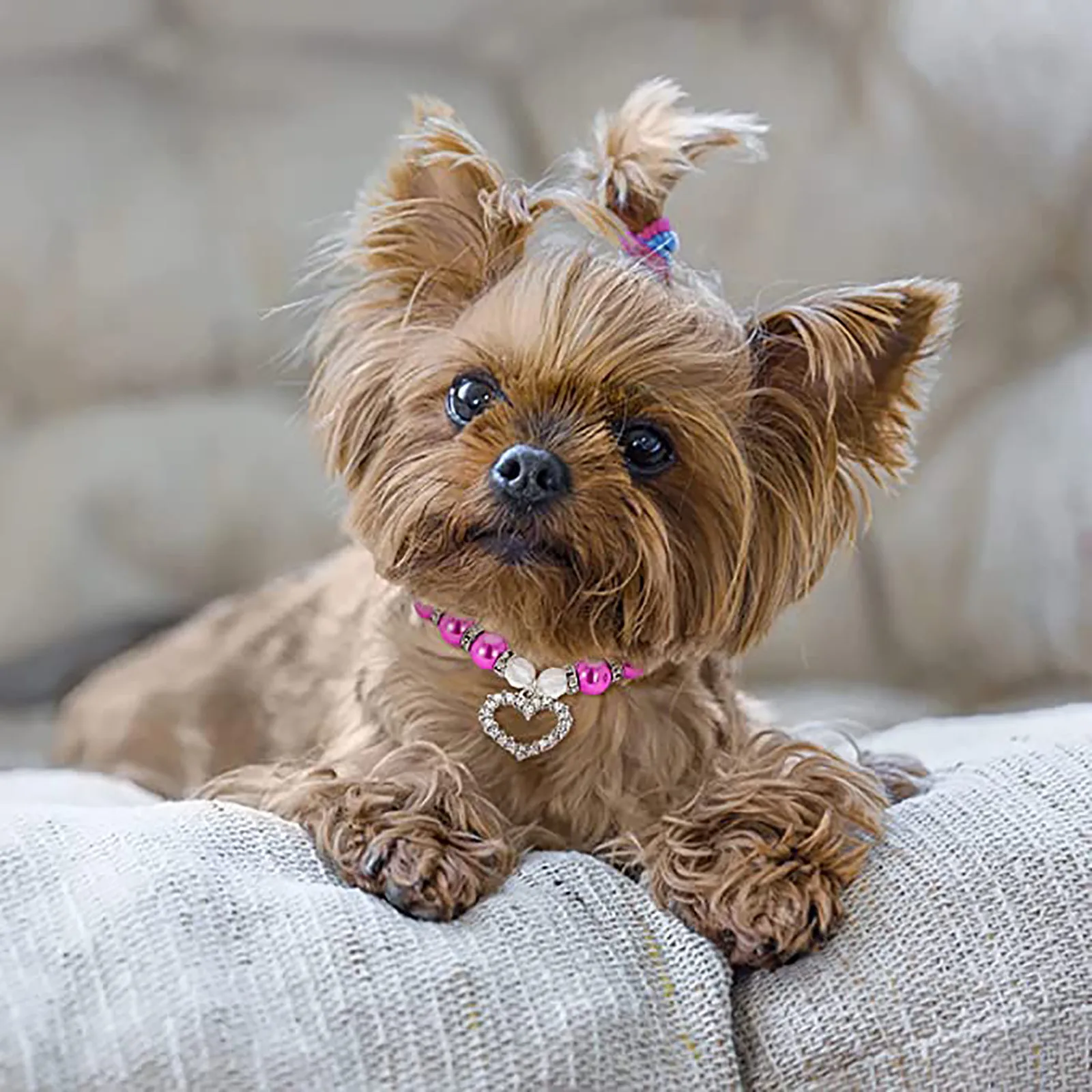 Cute Pet Jewelry Pearl Collar 1 Piece Pet Pearl Collar For Small Cat Dog Dog Bone Pendant Jewelry Accesorios Mascotas