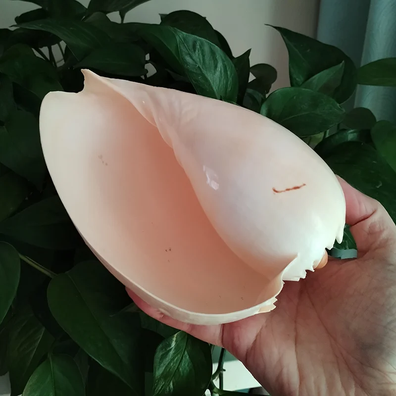Conch shell decoration 17-22cm natural conch shell for aquarium landscaping