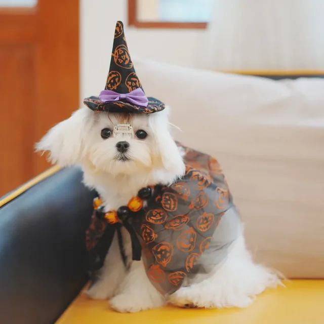 Pet Halloween Accessories Small Dog Fashion Desinger Cloak Cat Interesting Hat Puppy Cute Cartoon Shawl Poodle Chihuahua Maltese