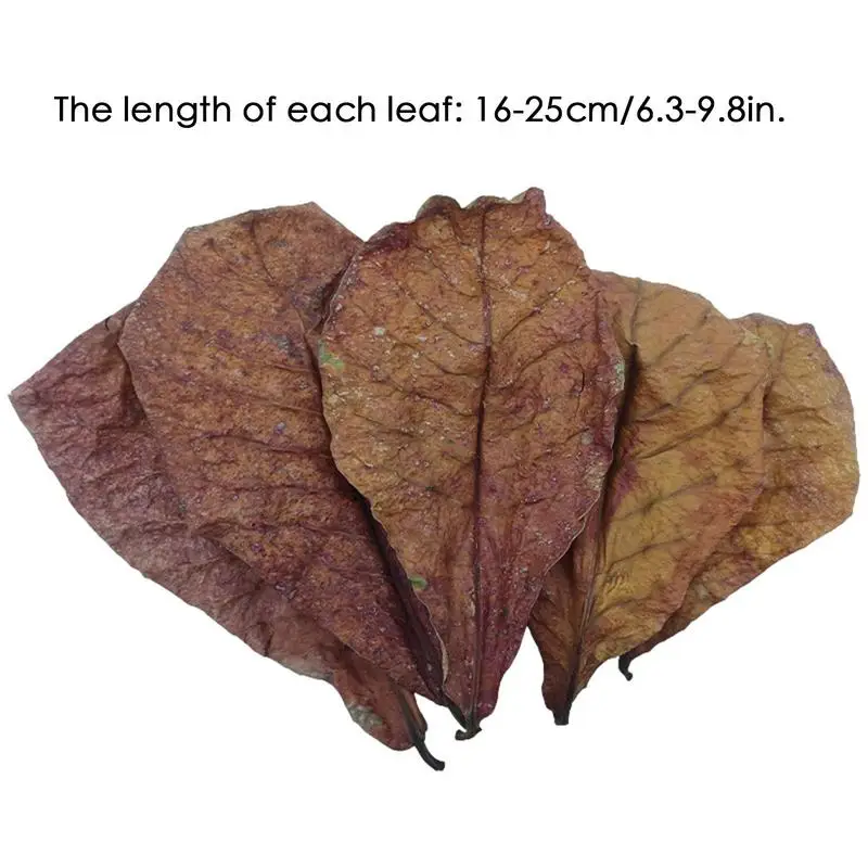

10/20/50pcs Natural Catappa Leaves Almond Leaves Fish Cleaning For Aquarium Fish Tank Reduce PHs Softened Purified Water Quality