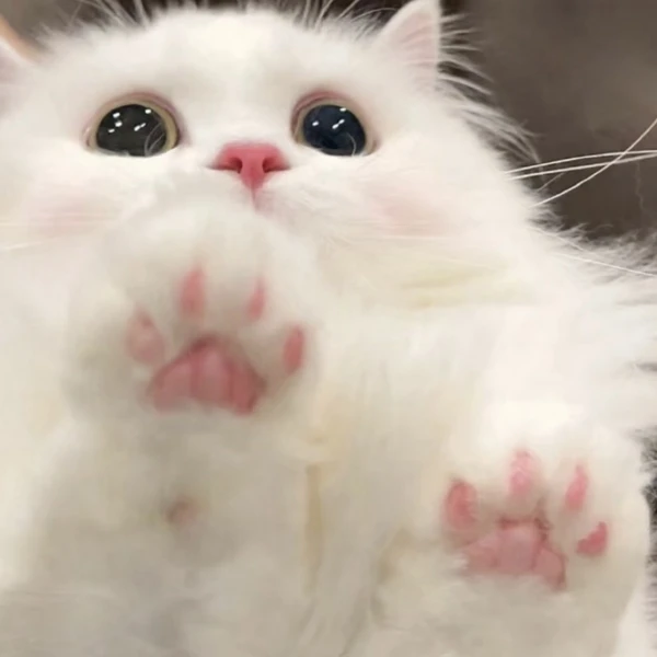 Cute Cat Toy Store