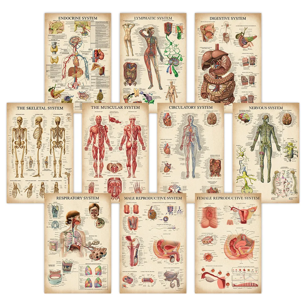 

Retro Poster Medical Skeletal Muscle System HD Poster Canvas Painting and Printmaking Deco Mural Home Room Wall Art Decoration