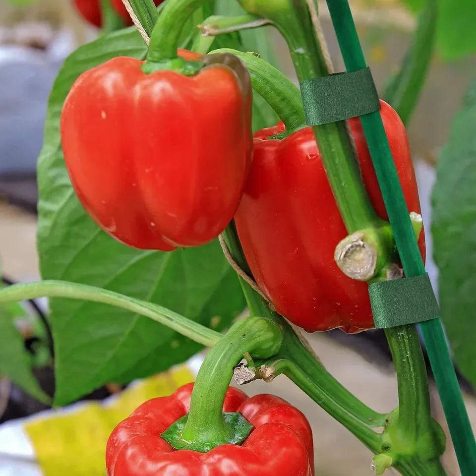 100 Bastoncini Di Supporto Per Piante Da 30,5 Cm, Bastoncini Di Bambù Verdi, Paletti Di Supporto Per Piante Da Giardino, Con 100 Clip Da Giardino Per