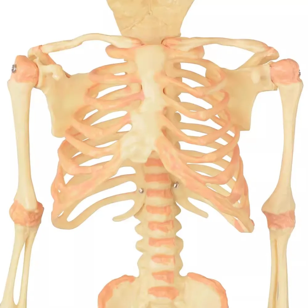 Human Double Head Baby Skull Model Skeleton Anatomy Medical Science Display Study Teaching Model