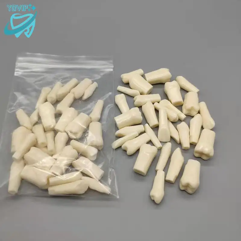 

1/5/10Pcs Tooth Dental Teeth Model For Dentist Technician Practice Preparation Removable Tooth Dentistry Training Models