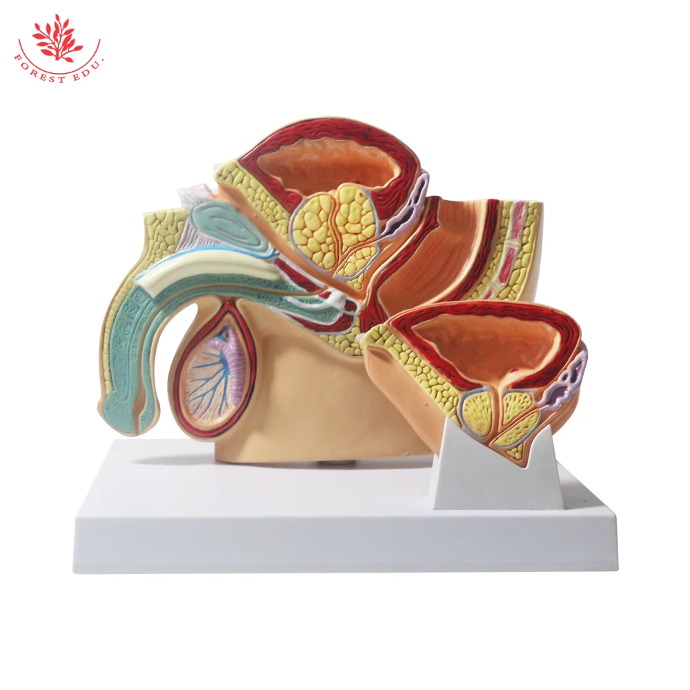 Male Pelvis Model Anatomical Genital Organ Pelvic Cavity of Prostate Anatomy Teaching Supplies Medical Science