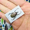A/Real Insect Specimens Multiple Varieties of Wet Insects with Endless Pose Children's Gifts Student Popular Science Teaching 1