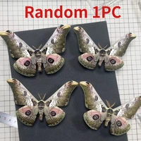 Real moth specimen butterfly specimen DIY handicraft home decoration student observation research hobby collection 1