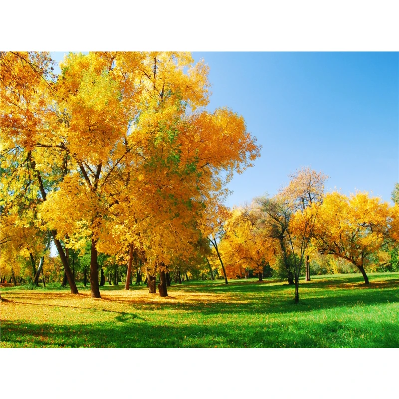 thumbnail image 1 of Póster de lienzo con decoración de otoño, hojas amarillas, vista de otoño, arte de pared, impresión, pintura de puente, imagen de Halloween, decoración del hogar para sala de estar, 1 of 5