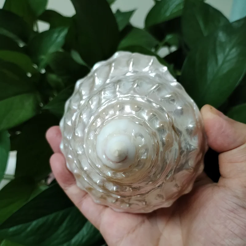 Conch Shell Decoration, White Mother of Pearl Tower Conch for Landscape Gifts
