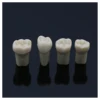 Frasaco AG3 Type Fit Dental Replacement 32 Size Screw-in Teeth Model M8022-2 Typodont Standard Practice Filling Restoration Demo 6