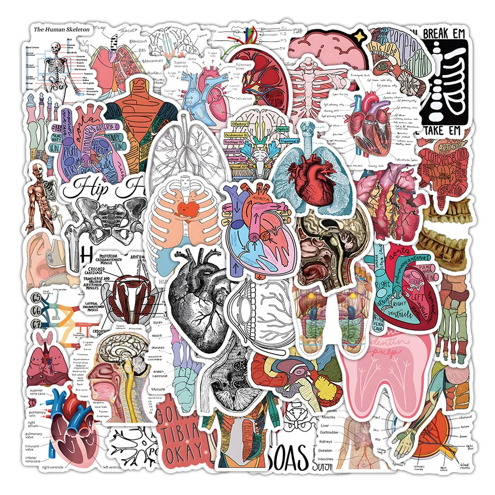 10/30/50Pcs Cartoon Human Organ Medical Anatomy Stickers Decals Toys Decorative Water Bottle Laptop Phone PVC Waterproof Sticker mineral water bottle sticker wedding label stickers thank you themed decals for decorative labels