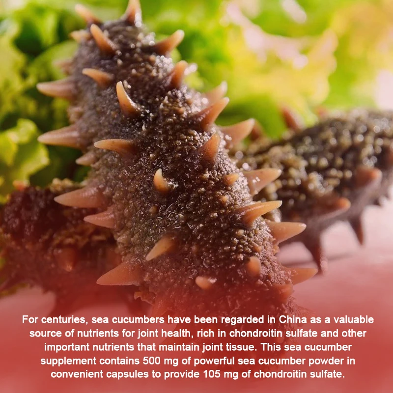 Sea Cucumber Natural Supplement Promotes Joint Health Cartilage Protection