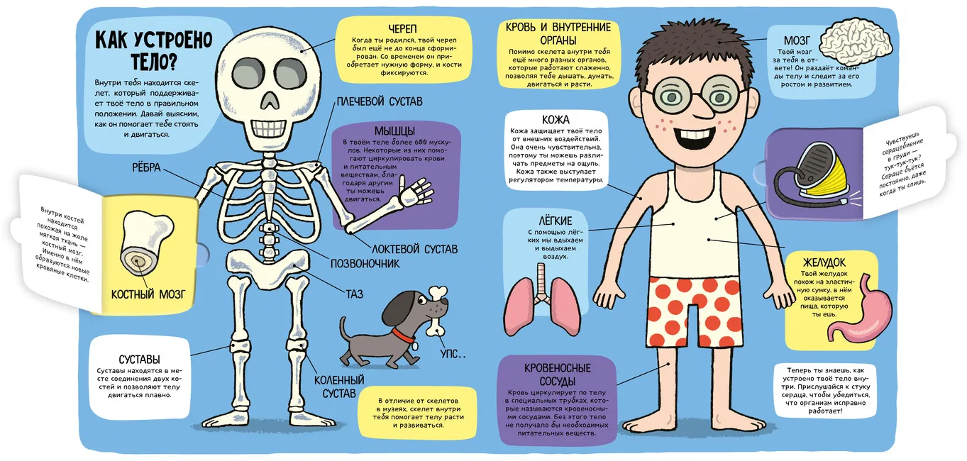 Книга тело еда. Книга удивительное тело. Удивительное тело Clever. Маленькие исследователи. Тело человека маленький ученый.