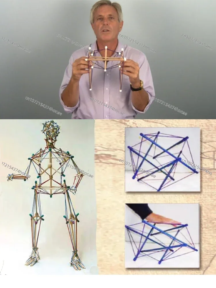 Anatomy of the overall model structure of pelvic tension in the train, fascia tension body teaching aids and ornaments