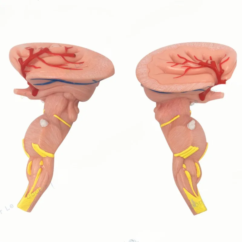 

Brainstem Neuromedicine Zoom Model Teaching Central Nervous System Demonstration Aids