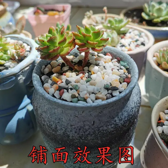 500 G Természetes Esővirág Színes Kő Cserepes Zamatos Járda Gyönyörű Haltartály Tereprendezés A Dekoratív Nem Halványul - Image 4