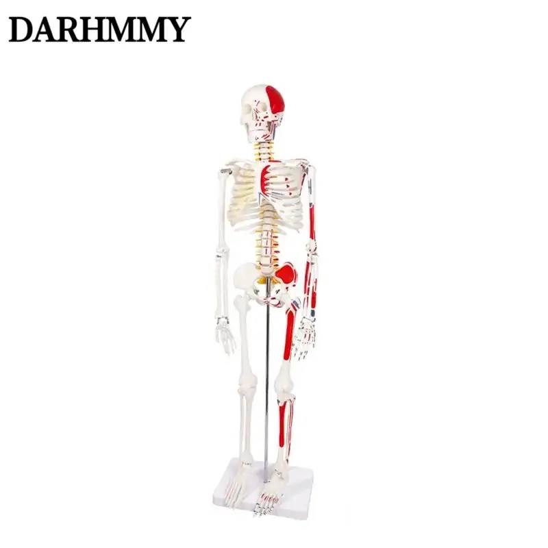DARHMMY Human Skeleton Model Hot Sale 1/2 Life Size 85cm Half Muscle Drawing Medical Science Anatomy