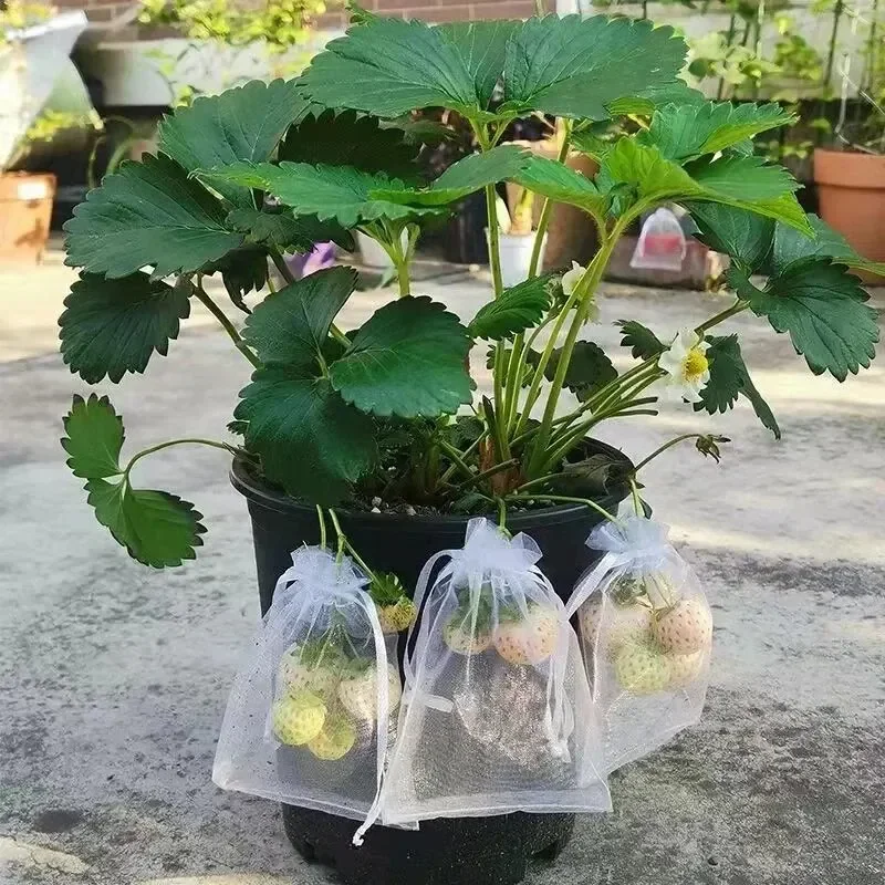 Fruit Protection Bags 50pcs Anti-Bird Garden Netting Bags Strawberry Grapes Mesh Bag Plante Vegetable Netting Cover Garden Tool