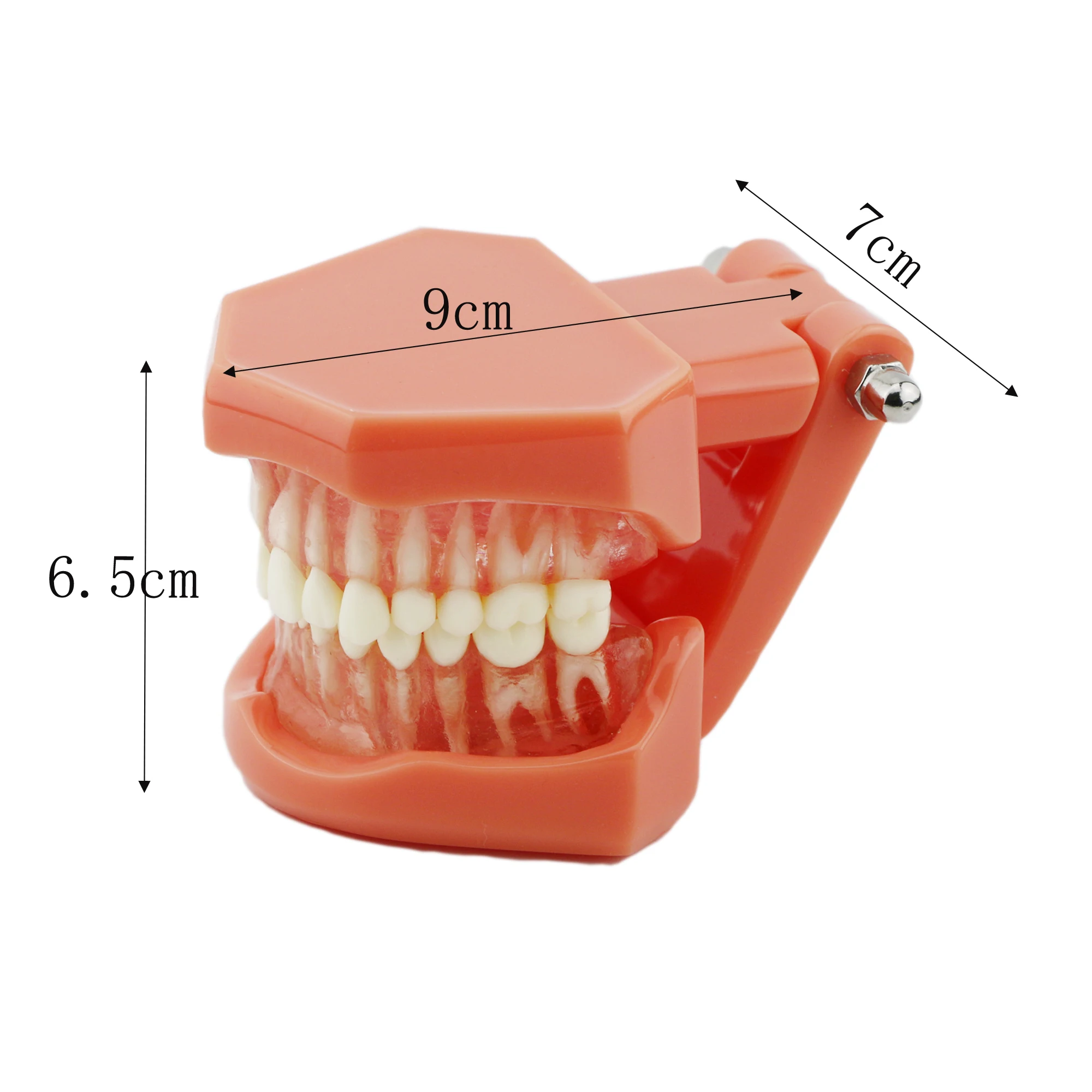 

7005 Removable Dental Teaching Teeth Model Adult Standard Typodont Demonstration
