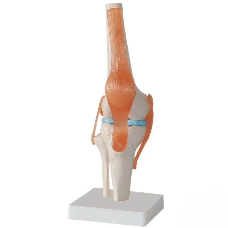 Flexible anatomy Knee Joint Model with Bendable Cruciate Ligaments and Meniscus for Medical Science Teaching