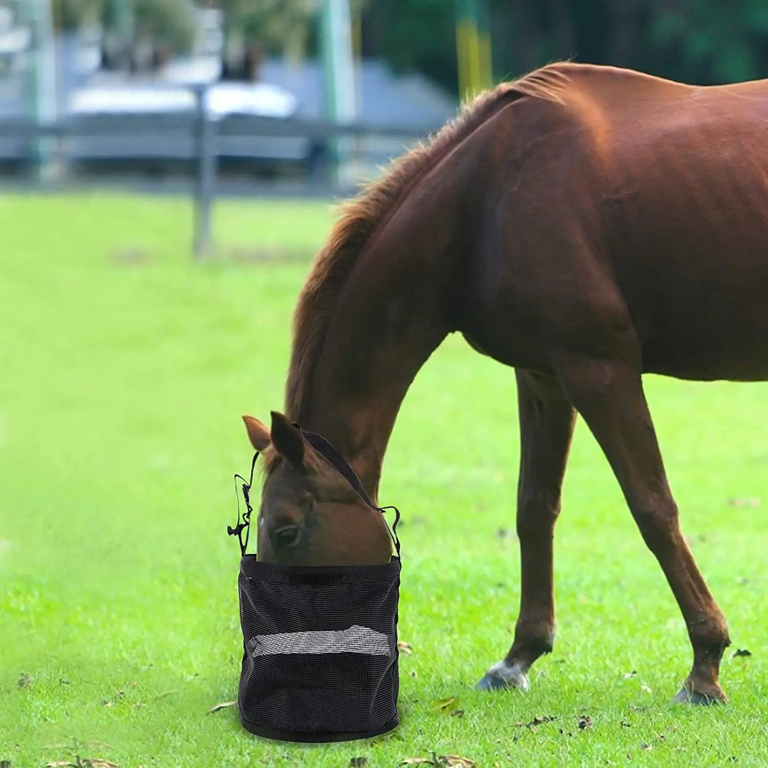 

Mesh Horse Feeding Bag More Sizes Black Blue Horse Feed Bag Feeding Bag Adjustable Size Watering Supplies