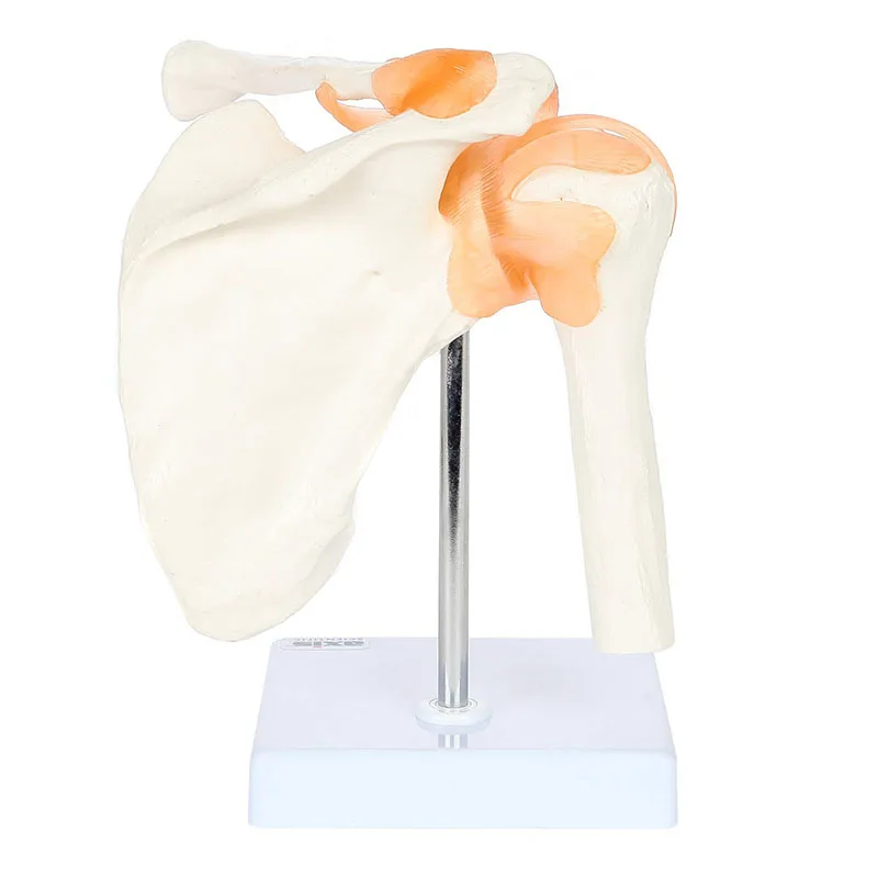 Human Anatomy Shoulder Joint Model Medical Science Teaching Resources Anatomia Teaching Supplies