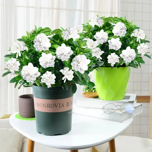 340 G Univerzális Pot Virág Zöld Növény Táplálkozási Műtrágya Bonsai Organikus Npk Összetett Gabona Kert Kiegészítők - Image 2
