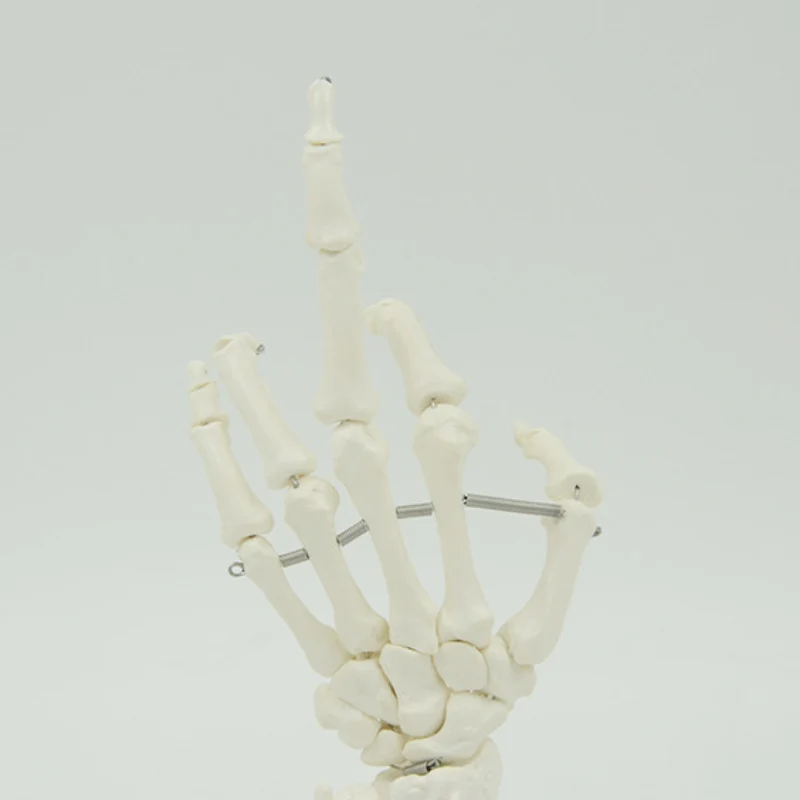 1:1 Size Human Hand Joint Model Hand Skeleton Bone Wrist Vola Palms Skeleton Model Medical Science Teaching Supplies
